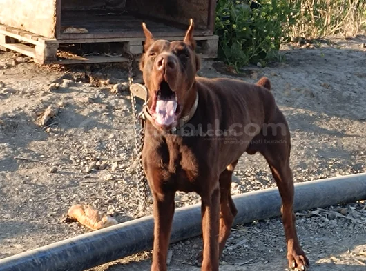 Kızıl Doberman görsel