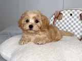 Koku Yapmayan Büyümeyen Maltipoo Dizayn Irk