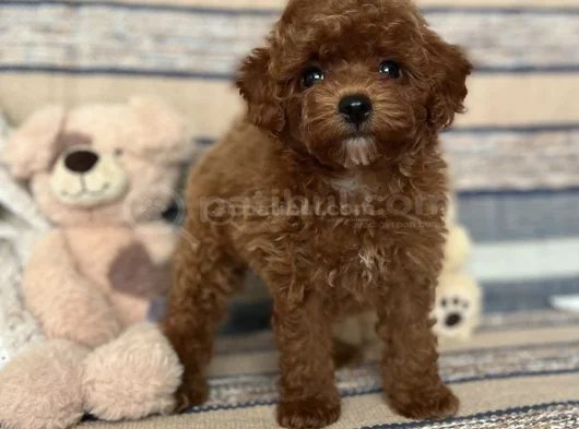Kızıl Kahve Toy Boy Poodle Güzellikler görsel