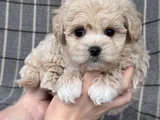 Tüy Dökmeyen Aile Dostu Minik Maltipoo Bebekler