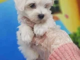 A Kalite Maltese Terrier Yavrularımız