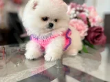 Kar Beyaz 2 Dişi Pomer Boo