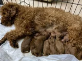 Toy Poodle Yavru Erkek Ve Dişi Yavrular Üçretsiz Teslimat