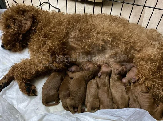 Toy Poodle Yavru Erkek Ve Dişi Yavrular Üçretsiz Teslimat görsel