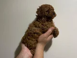 Toy Poodle Yavru Erkek Ve Dişi Yavrular Üçretsiz Teslimat