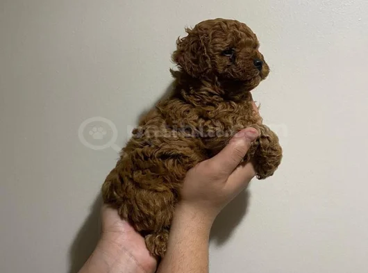 Toy Poodle Yavru Erkek Ve Dişi Yavrular Üçretsiz Teslimat görsel