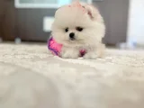 Kar Beyaz 2 Dişi Pomer Boo