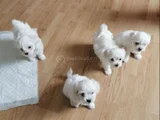 Minnak Maltese Terrier