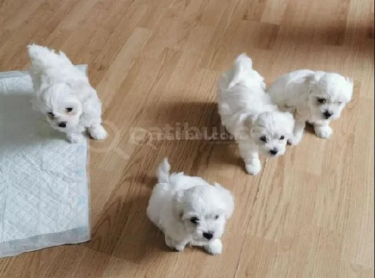 Minnak Maltese Terrier görsel