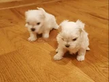 minnak maltese terrier