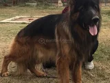 Dünya şampiyonu Thor un oğlundan a kalite yavrular