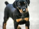 Mükemmel Kalitede King Doberman Yavrularımız