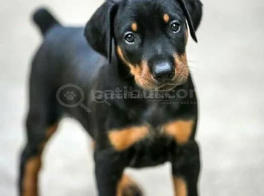 Mükemmel Kalitede King Doberman Yavrularımız görsel