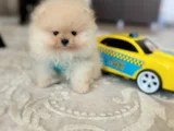Ayıcıklar 2 Minnoş Pomeranian Boo