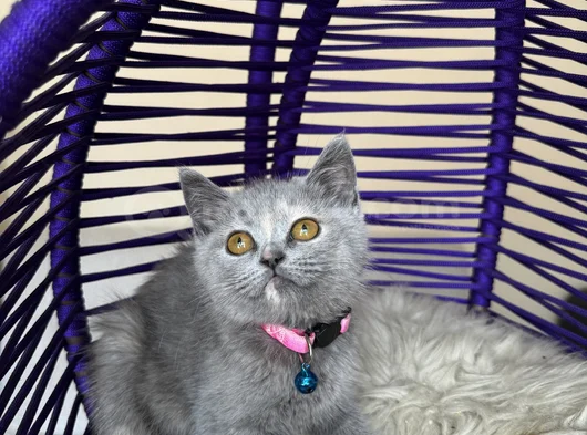 Top Kafa British Shorthair Blue Yavrular görsel