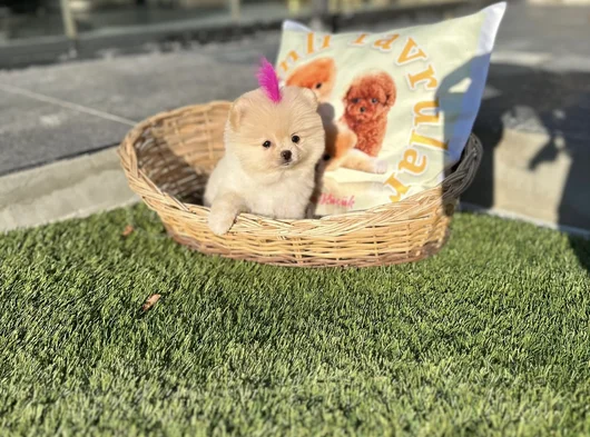 Sağlıklı Orjinal Teddy Bear Yavrumuz