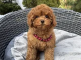 Red Brown Toy Poodle Yavrular