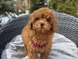 Red Brown Toy Poodle Yavrular