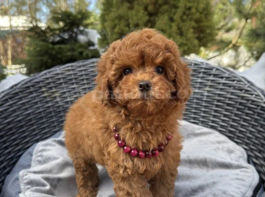 Red Brown Toy Poodle Yavrular görsel