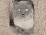 British Shorthair Blue Point