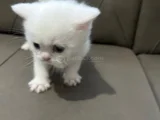 2 aylık Bembeyaz British longhair yavru
