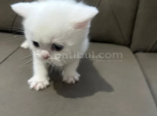 2 Aylık Bembeyaz British Longhair Yavru