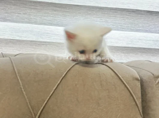 2 Aylık Bembeyaz British Longhair Yavru görsel