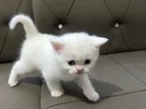 2 Aylık Bembeyaz British Longhair Yavru