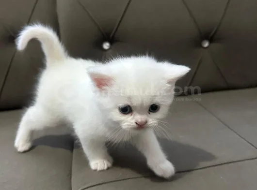 2 Aylık Bembeyaz British Longhair Yavru görsel