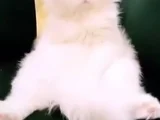2 Aylık Bembeyaz British Longhair Yavru