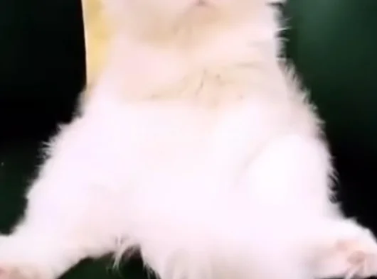 2 Aylık Bembeyaz British Longhair Yavru görsel