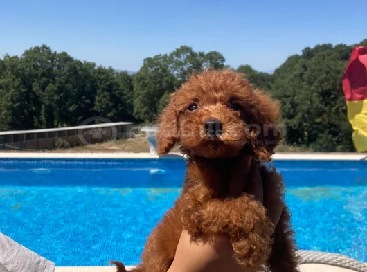 Toy Poodle Yavru Erkek Ve Dişi Yavrular Üçretsiz Teslimat görsel