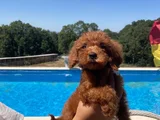 En İyisine Orjinaline Gerçek Toy Poodle Yavru Almak İsteyen