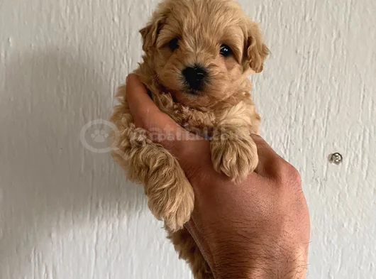 Teslime Hazır Maltipoo Yavrularımız görsel