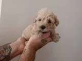 Teslime Hazır Maltipoo Yavrularımız