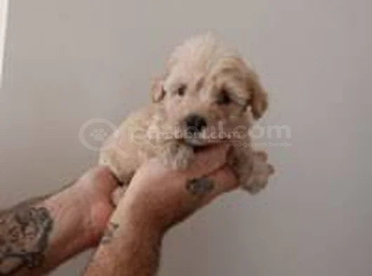 Teslime Hazır Maltipoo Yavrularımız görsel