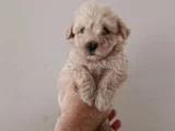 Teslime hazır maltipoo yavrularımız
