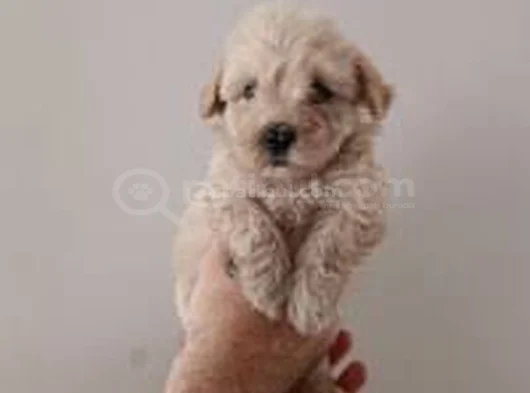 Teslime Hazır Maltipoo Yavrularımız