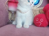 Daha Mükemmeli Doğmadı