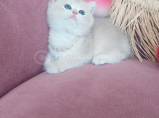 Daha Mükemmeli Doğmadı görsel