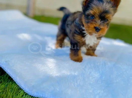 Petmode Köpek Çifrliğinde Ziyarete Açık Morkie Yavrularımız görsel