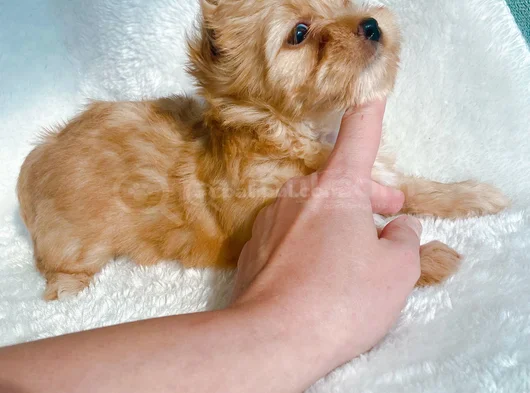 Petmode Köpek Çifrliğinde Ziyarete Açık Morkie Yavrularımız görsel