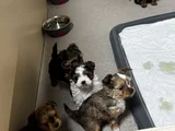 Petmode Köpek Çifrliğinde Ziyarete Açık Morkie Yavrularımız
