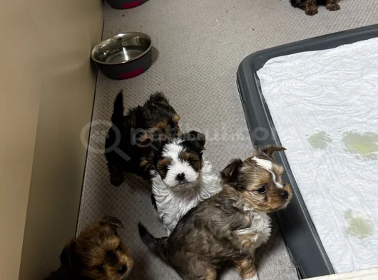 Petmode Köpek Çifrliğinde Ziyarete Açık Morkie Yavrularımız görsel