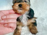 Petmode Köpek Çifrliğinde Ziyarete Açık Morkie Yavrularımız