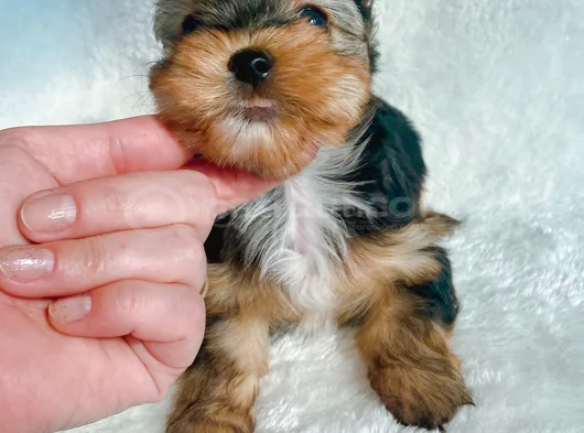 Petmode Köpek Çifrliğinde Ziyarete Açık Morkie Yavrularımız görsel