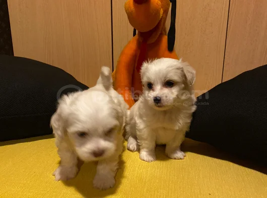 Kar Beyazı Maltese Bebeklerimiz görsel