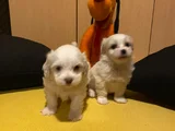 kar beyazı maltese bebeklerimiz