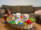 teacup maltese terrier bebekler