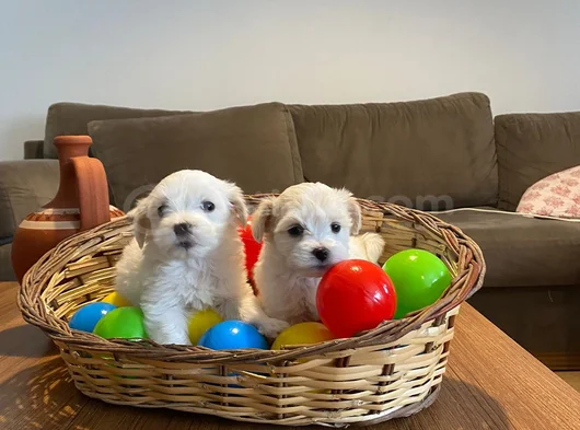 Teacup Maltese Terrier Bebekler görsel